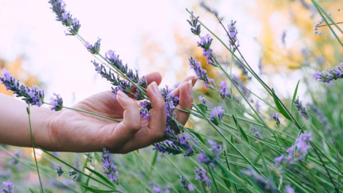 Jardinería: aprende a usar manzana para darle vida a tu lavanda